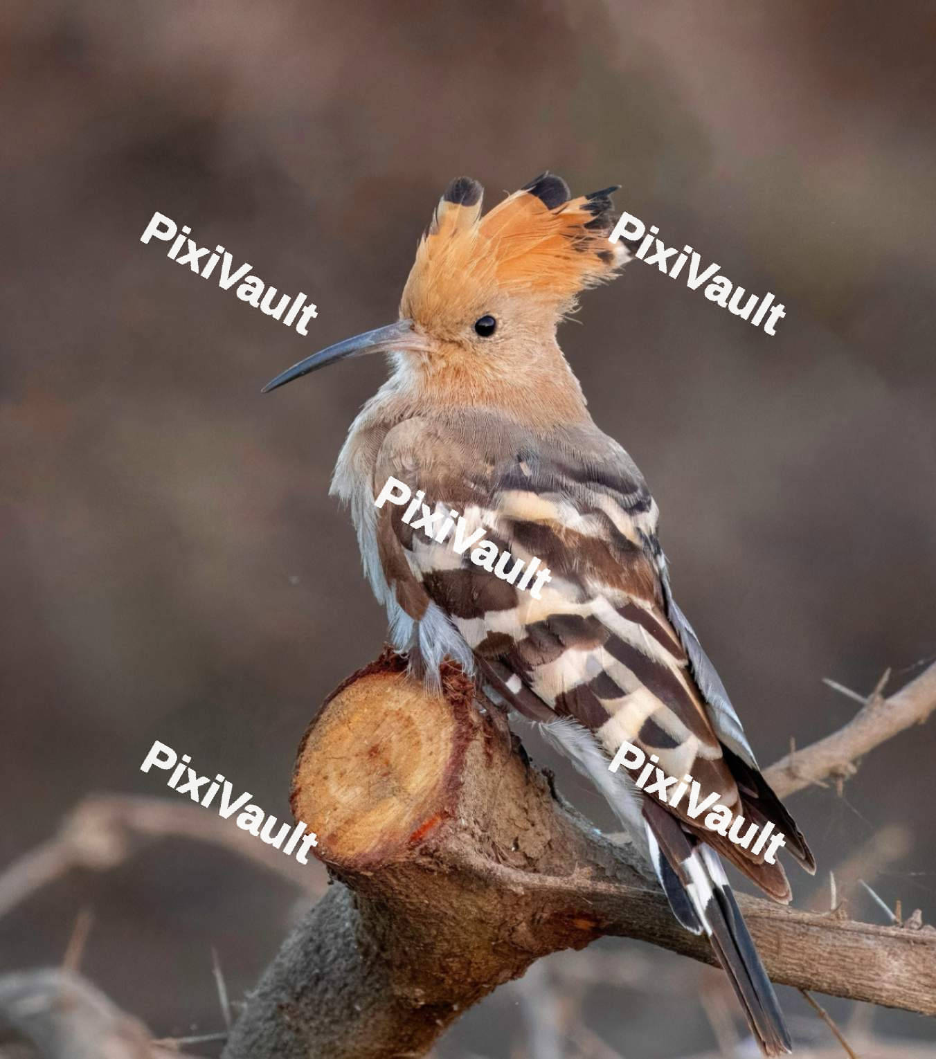 Eurasian hoopoe Bird